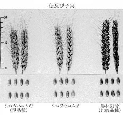 シロワセコムギ Agriknowledge