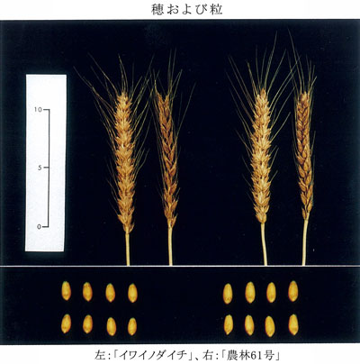 イワイノダイチ Agriknowledge